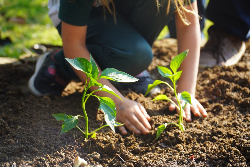 Plantando um novo futuro: Rede de Educação Arcoverde promove 1ª Semana Junho Verde